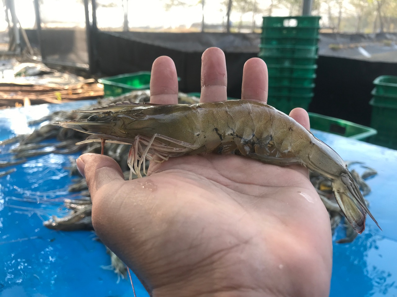 udang vaname turun
